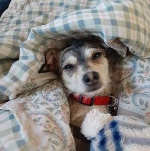 Meet your Posher, Dinelia